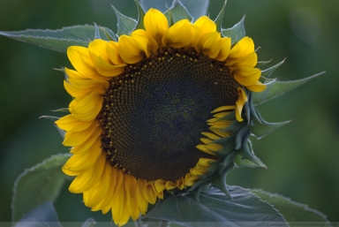 Tournesol