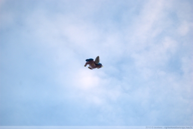 I wish I could fly...
