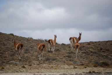 Guanacos
