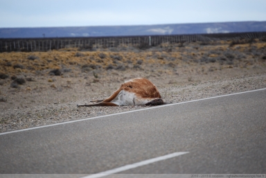 Guanacos