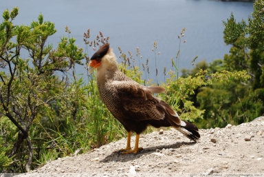 Caracara