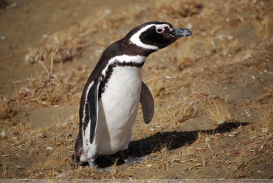 Pingüino de Magallanes
