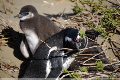 Manchots de Magellan