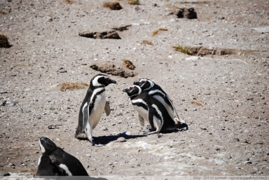 Manchots de Magellan