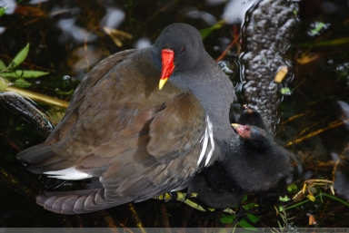 Vogelmutter und ihre Babys